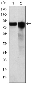 GYS1 / Glycogen Synthase Antibody - Western blot using GYS1 mouse monoclonal antibody against HeLa (1) and HEK293 (2) cell lysate.