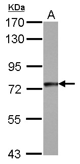 GYS1 / Glycogen Synthase Antibody - Sample (30 ug of whole cell lysate) A: A431 7.5% SDS PAGE GYS1 antibody diluted at 1:1000