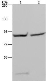 GYS1 / Glycogen Synthase Antibody - Western blot analysis of 293T and HeLa cell, using GYS1 Polyclonal Antibody at dilution of 1:400.