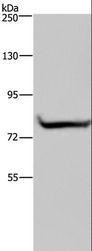 GYS1 / Glycogen Synthase Antibody - Western blot analysis of 293T cell, using GYS1 Polyclonal Antibody at dilution of 1:300.
