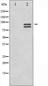 GYS1 / Glycogen Synthase Antibody - Western blot analysis of Glycogen Synthase expression in Serum treated HeLa whole cells lysates. The lane on the left is treated with the antigen-specific peptide.