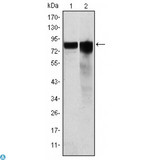 GYS1 / Glycogen Synthase Antibody - Western Blot (WB) analysis using Glycogen Synthase 1 Monoclonal Antibody against HeLa (1) and HEK293 (2) cell lysate.