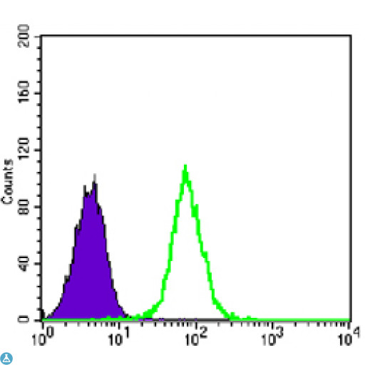 GYS1 / Glycogen Synthase Antibody - Flow cytometric (FCM) analysis of K562 cells using Glycogen Synthase 1 Monoclonal Antibody (green) and negative control (purple).