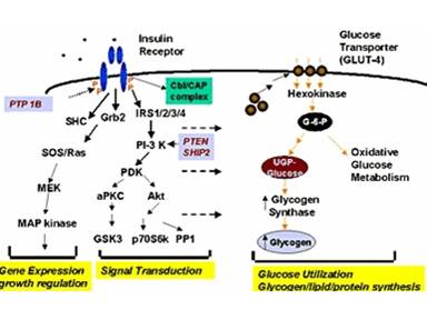 GYS1 / Glycogen Synthase Antibody - Diagram of glycogen synthase as a component of insulin signal transduction pathways.