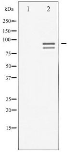 GYS1 / Glycogen Synthase Antibody - Western blot of Glycogen Synthase phosphorylation expression in PMA treated NIH-3T3 whole cell lysates,The lane on the left is treated with the antigen-specific peptide.