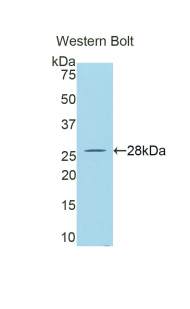 GZMA / Granzyme A Antibody - Western blot of recombinant GZMA / Granzyme A. This image was taken for the unconjugated form of this product. Other forms have not been tested.
