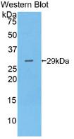 GZMA / Granzyme A Antibody - Western Blot; Sample: Recombinant protein.