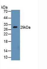 GZMA / Granzyme A Antibody - Western Blot; Sample: Mouse Kidney Tissue.