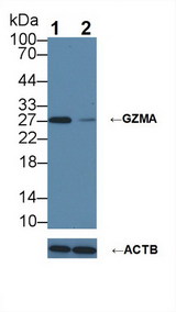 GZMA / Granzyme A Antibody - Knockout Varification: Lane 1: Wild-type Jurkat cell lysate; Lane 2: GZMA knockout Jurkat cell lysate; Predicted MW: 29kDa Observed MW: 27kDa Primary Ab: 5µg/ml Rabbit Anti-Mouse GZMA Antibody Second Ab: 0.2µg/mL HRP-Linked Caprine Anti-Rabbit IgG Polyclonal Antibody