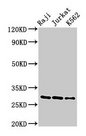 GZMA / Granzyme A Antibody - Western Blot Positive WB detected in: Raji whole cell lysate, Jurkat whole cell lysate, K562 whole cell lysate All lanes: Gzma antibody at 3µg/ml Secondary Goat polyclonal to rabbit IgG at 1/50000 dilution Predicted band size: 29 kDa Observed band size: 29 kDa