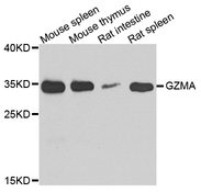 GZMA / Granzyme A Antibody - Western blot analysis of extract of various cells.