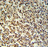 GZMB / Granzyme B Antibody - GZMB Antibody IHC of formalin-fixed and paraffin-embedded human Lymph tissue followed by peroxidase-conjugated secondary antibody and DAB staining.
