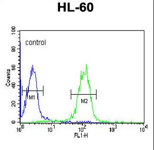 GZMB / Granzyme B Antibody - GZMB Antibody flow cytometry of HL-60 cells (right histogram) compared to a negative control cell (left histogram). FITC-conjugated goat-anti-rabbit secondary antibodies were used for the analysis.