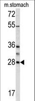 GZMB / Granzyme B Antibody - Western blot of GZMB antibody in mouse stomach lysates (35 ug/lane). GZMB (arrow) was detected using the purified antibody.
