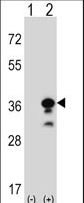 GZMB / Granzyme B Antibody - Western blot of GZMB (arrow) using rabbit polyclonal GZMB Antibody. 293 cell lysates (2 ug/lane) either nontransfected (Lane 1) or transiently transfected (Lane 2) with the GZMB gene.