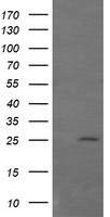 GZMB / Granzyme B Antibody - HEK293T cells were transfected with the pCMV6-ENTRY control (Left lane) or pCMV6-ENTRY GZMB (Right lane) cDNA for 48 hrs and lysed. Equivalent amounts of cell lysates (5 ug per lane) were separated by SDS-PAGE and immunoblotted with anti-GZMB.