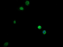 GZMB / Granzyme B Antibody - Anti-GZMB mouse monoclonal antibody immunofluorescent staining of COS7 cells transiently transfected by pCMV6-ENTRY GZMB.