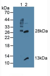 GZMB / Granzyme B Antibody - Western Blot; Sample: Lane1: Mouse Thymus Tissue; Lane2: Mouse Lymph Node Tissue.