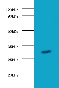 GZMB / Granzyme B Antibody - Western blot of Granzyme B antibody at 2 ug/ml with mouse stomach tissue secondary Goat polyclonal to rabbit at 1:10000 dilution predicted band size: 28 KDa observed band size: 28 KDa.  This image was taken for the unconjugated form of this product. Other forms have not been tested.