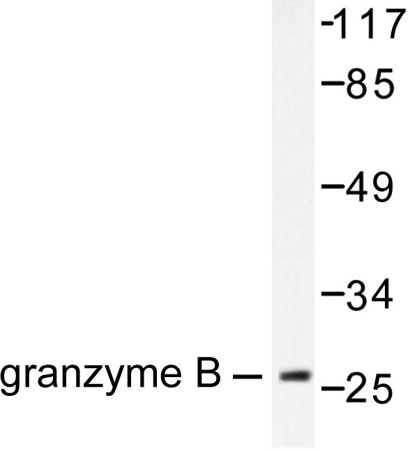 GZMB / Granzyme B Antibody - Western blot of Granzyme B/H (E20) pAb in extracts from NIH/3T3 cells.