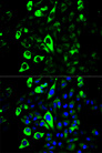 GZMB / Granzyme B Antibody - Immunofluorescence analysis of U2OS cells.