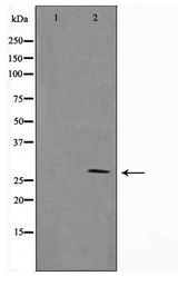 GZMB / Granzyme B Antibody - Western blot of NIH-3T3 cell lysate using Granzyme B Antibody