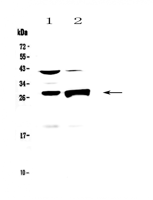 GZMB / Granzyme B Antibody - Western blot - Anti-Granzyme B Picoband antibody