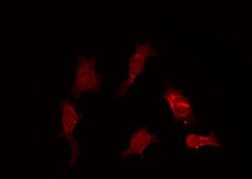 GZMB / Granzyme B Antibody - Staining NIH-3T3 cells by IF/ICC. The samples were fixed with PFA and permeabilized in 0.1% Triton X-100, then blocked in 10% serum for 45 min at 25°C. The primary antibody was diluted at 1:200 and incubated with the sample for 1 hour at 37°C. An Alexa Fluor 594 conjugated goat anti-rabbit IgG (H+L) Ab, diluted at 1/600, was used as the secondary antibody.