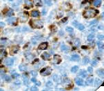 GZMB / Granzyme B Antibody - IHC of Granzyme Â on FFPE Tonsil tissue. This image was taken for the unmodified form of this product. Other forms have not been tested.
