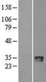GZMB / Granzyme B Protein - Western validation with an anti-DDK antibody * L: Control HEK293 lysate R: Over-expression lysate