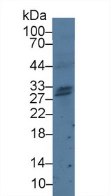 GZMH / Granzyme H Antibody - Western Blot; Sample: Human Jurkat