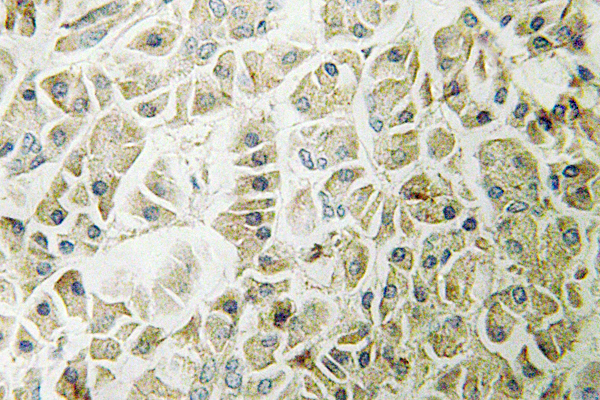 GZMH / Granzyme H Antibody - IHC of Granzyme H (G75) pAb in paraffin-embedded human pancreas tissue.