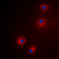 GZMH / Granzyme H Antibody - Immunofluorescent analysis of Granzyme H staining in HeLa cells. Formalin-fixed cells were permeabilized with 0.1% Triton X-100 in TBS for 5-10 minutes and blocked with 3% BSA-PBS for 30 minutes at room temperature. Cells were probed with the primary antibody in 3% BSA-PBS and incubated overnight at 4 deg C in a humidified chamber. Cells were washed with PBST and incubated with a DyLight 594-conjugated secondary antibody (red) in PBS at room temperature in the dark. DAPI was used to stain the cell nuclei (blue).