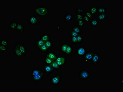 GZMH / Granzyme H Antibody - Immunofluorescent analysis of PC3 cells diluted at 1:100 and Alexa Fluor 488-congugated AffiniPure Goat Anti-Rabbit IgG(H+L)
