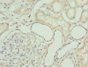 GZMH / Granzyme H Antibody - Immunohistochemistry of paraffin-embedded human kidney at dilution 1:100