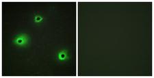 GZMH / Granzyme H Antibody - Peptide - + Immunofluorescence analysis of A549 cells, using GRAH antibody.
