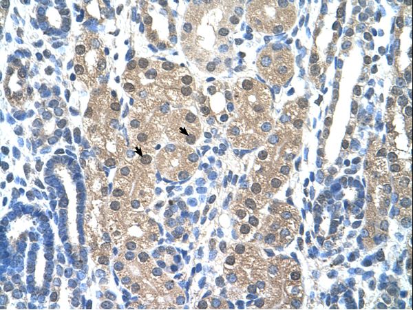 GZMH / Granzyme H Antibody - GZMH / Granzyme H antibody ARP42686_T100-NP_219491-GZMH(granzyme H (cathepsin G-like 2, protein h-CCPX)) Antibody was used in IHC to stain formalin-fixed, paraffin-embedded human kidney.  This image was taken for the unconjugated form of this product. Other forms have not been tested.