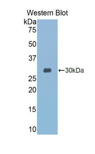 GZMK / Granzyme K Antibody - Western blot of recombinant GZMK / Granzyme K.  This image was taken for the unconjugated form of this product. Other forms have not been tested.