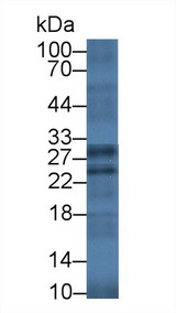 GZMK / Granzyme K Antibody - Western Blot; Sample: Mouse Lung lysate; Primary Ab: 2µg/ml Rabbit Anti-Mouse GZMK Antibody Second Ab: 0.2µg/mL HRP-Linked Caprine Anti-Rabbit IgG Polyclonal Antibody