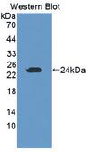 GZMK / Granzyme K Antibody - Western blot of GZMK / Granzyme K antibody.