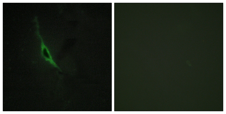 GZMK / Granzyme K Antibody - Immunofluorescence analysis of NIH/3T3 cells, using GRAK Antibody. The picture on the right is blocked with the synthesized peptide.