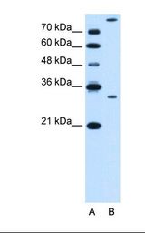 GZMK / Granzyme K Antibody - Lane A: Marker. Lane B: HepG2 cell lysate. Antibody concentration: 0.5 ug/ml. Gel concentration: 12%.  This image was taken for the unconjugated form of this product. Other forms have not been tested.
