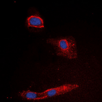 GZMK / Granzyme K Antibody - Immunofluorescent analysis of Granzyme K staining in Jurkat cells. Formalin-fixed cells were permeabilized with 0.1% Triton X-100 in TBS for 5-10 minutes and blocked with 3% BSA-PBS for 30 minutes at room temperature. Cells were probed with the primary antibody in 3% BSA-PBS and incubated overnight at 4 deg C in a humidified chamber. Cells were washed with PBST and incubated with a DyLight 594-conjugated secondary antibody (red) in PBS at room temperature in the dark. DAPI was used to stain the cell nuclei (blue).