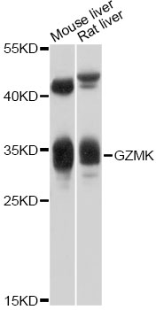 GZMK / Granzyme K Antibody - Western blot analysis of extracts of various cell lines, using GZMK antibody at 1:1000 dilution. The secondary antibody used was an HRP Goat Anti-Rabbit IgG (H+L) at 1:10000 dilution. Lysates were loaded 25ug per lane and 3% nonfat dry milk in TBST was used for blocking. An ECL Kit was used for detection and the exposure time was 10s.