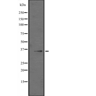 GZMK / Granzyme K Antibody - Western blot analysis of GZMK expression in Jurkat cells lysate. The lane on the left is treated with the antigen-specific peptide.