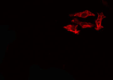 GZMK / Granzyme K Antibody - Staining HeLa cells by IF/ICC. The samples were fixed with PFA and permeabilized in 0.1% Triton X-100, then blocked in 10% serum for 45 min at 25°C. The primary antibody was diluted at 1:200 and incubated with the sample for 1 hour at 37°C. An Alexa Fluor 594 conjugated goat anti-rabbit IgG (H+L) antibody, diluted at 1/600, was used as secondary antibody.