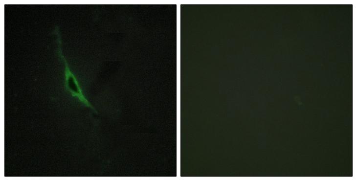 GZMK / Granzyme K Antibody - Peptide - + Immunofluorescence analysis of NIH/3T3 cells, using GRAK antibody.
