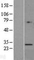 GZMK / Granzyme K Protein - Western validation with an anti-DDK antibody * L: Control HEK293 lysate R: Over-expression lysate