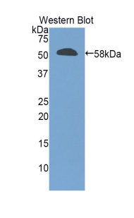 GZMM / Granzyme M Antibody - Western blot of recombinant GZMM / Granzyme M.  This image was taken for the unconjugated form of this product. Other forms have not been tested.