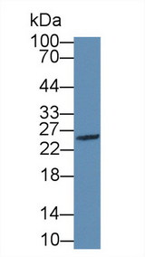 GZMM / Granzyme M Antibody - Western Blot; Sample: Human K562 cell lysate; Primary Ab: 1µg/ml Rabbit Anti-Human GZMM Antibody Second Ab: 0.2µg/mL HRP-Linked Caprine Anti-Rabbit IgG Polyclonal Antibody